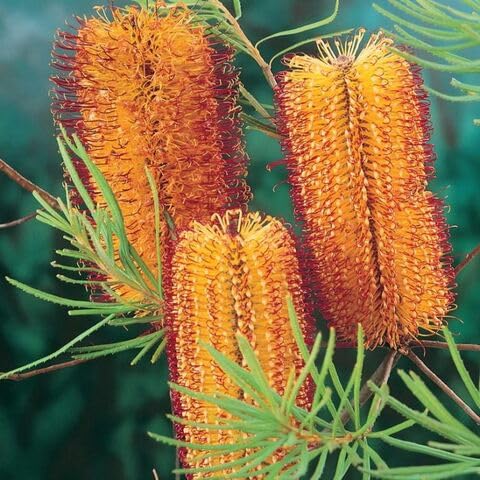 Banksia Flower Seeds – Heirloom, Non-GMO, High Germination Organic Garden Seeds for Planting