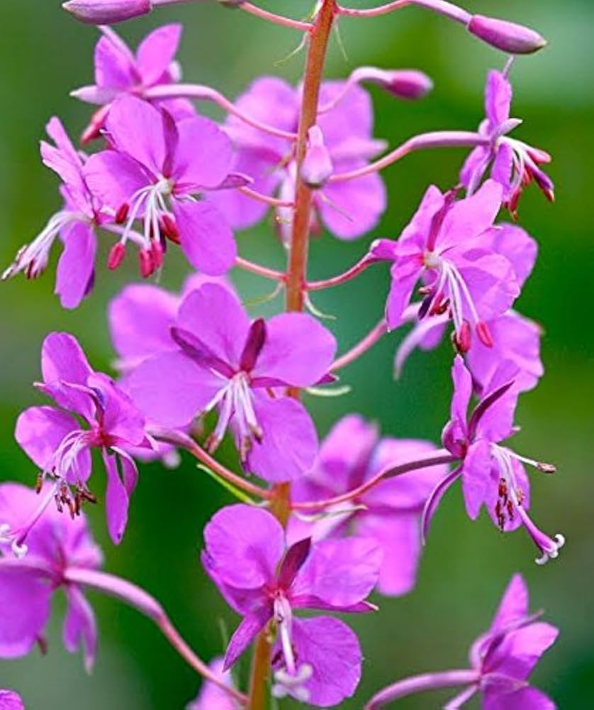 fireweed epilobium flower seeds