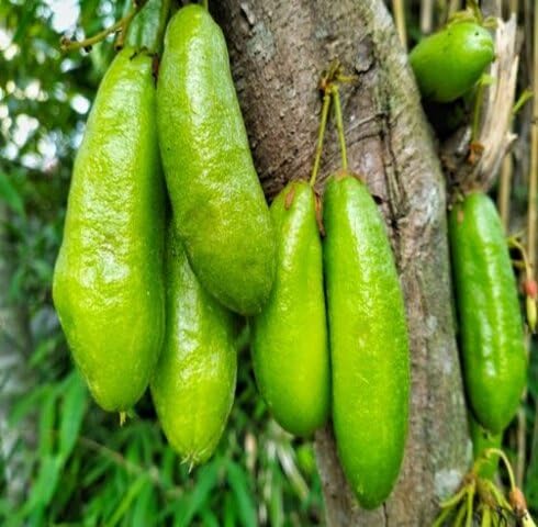 Green Averrhoa Bilimbi Seeds Heirloom Non-GMO High Germination Organic Garden Seeds for Planting