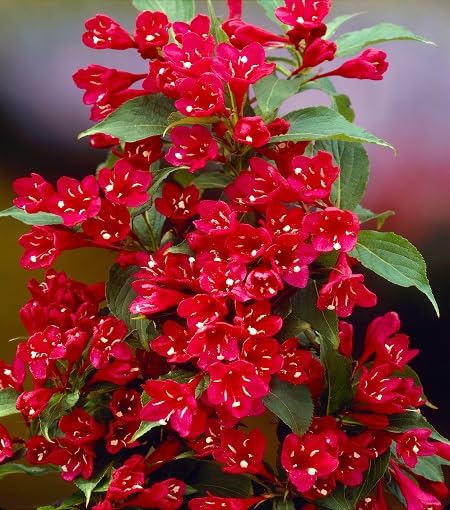 Red Weigela Flower Seeds Heirloom Non-GMO High Germination Organic Garden Seeds for Planting