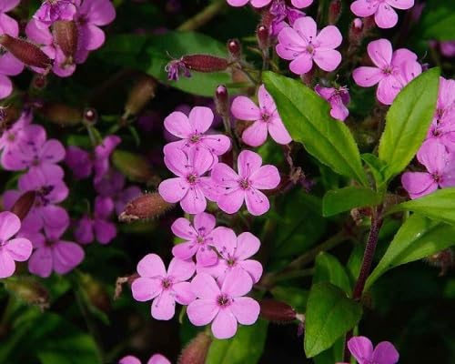 Pink Saponaria Vaccaria Flower Seeds – Heirloom Non-GMO High Germination Organic Garden Seeds