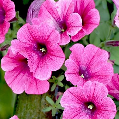 Semillas de Petunia Rosa – Antiguas, No Transgénicas, Semillas de Jardín Orgánicas de Alta Germinación para Sembrar