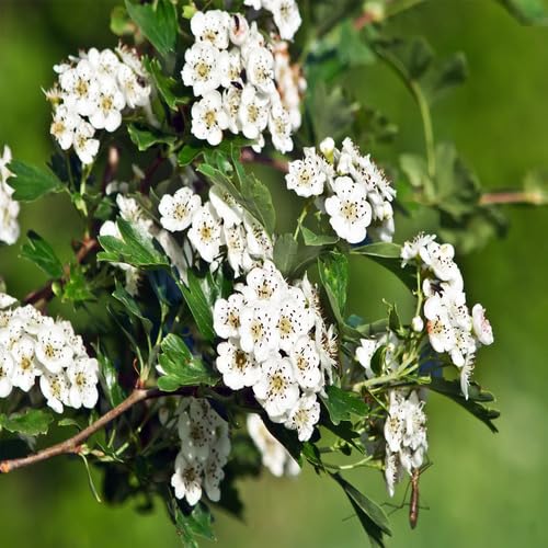 Hawthorn Flower Seeds – Heirloom, Non-GMO, High Germination Organic Garden Seeds for Planting