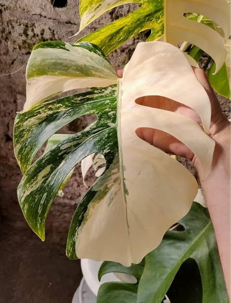Green Monstera Flower Seeds – Heirloom, Non-GMO, High Germination Seeds