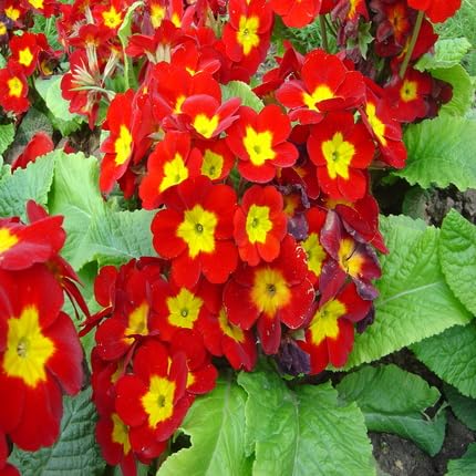 Red Polyanthus Crescendo Flower Seeds – Heirloom, Non-GMO, High Germination Organic Garden Seeds for Planting
