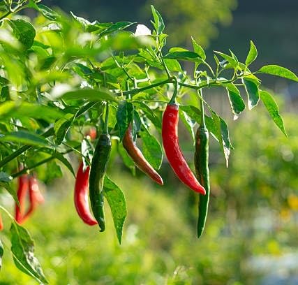 Chilli Seeds – Heirloom, Non-GMO, High Germination Organic Garden Seeds Planting