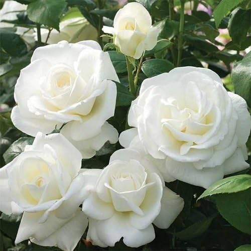 White Rugosa Rose Flower Seeds Heirloom Non-GMO High Germination Organic Garden Seeds for Planting
