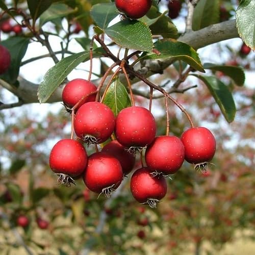 Red Hawthorn Fruits Seeds – Heirloom Non-GMO High Germination Organic Garden Seeds for Planting