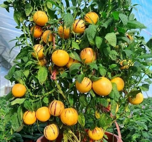 Orange Ginseng Seeds – Heirloom, Non-GMO, High Germination Organic Garden Seeds