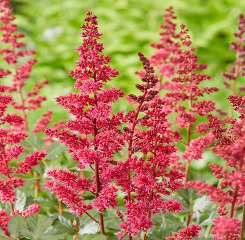 red astilbe flower seeds
