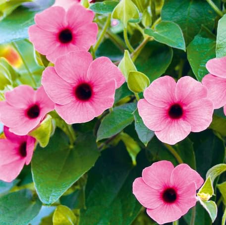 pink thunbergia flower seeds