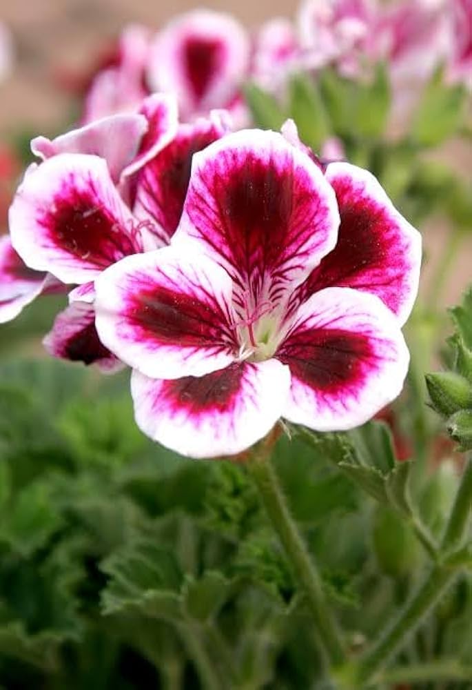 Maroon Pink Geranium Flower Seeds – Heirloom, Non-GMO, High Germination Seeds