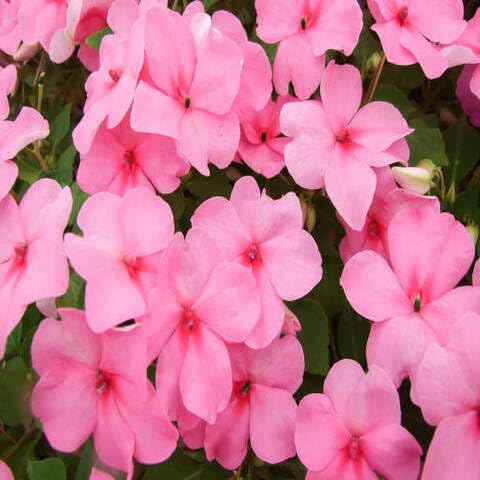 Balsamine Flower Seeds – Heirloom, Non-GMO, High Germination Organic Garden Seeds for Planting
