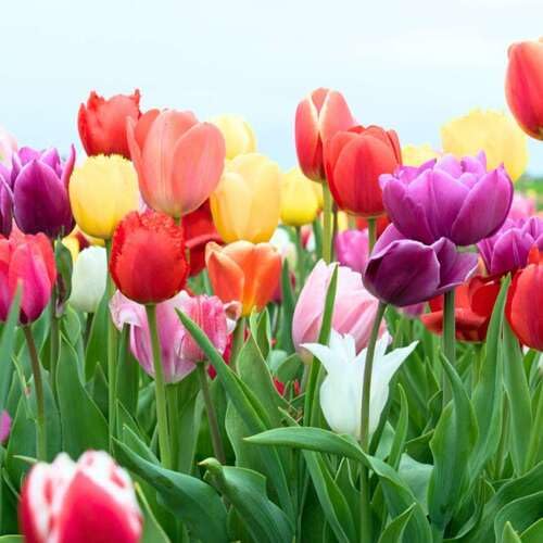 Mixed Tulip Flower Seeds – Heirloom, Non-GMO, High Germination Seeds