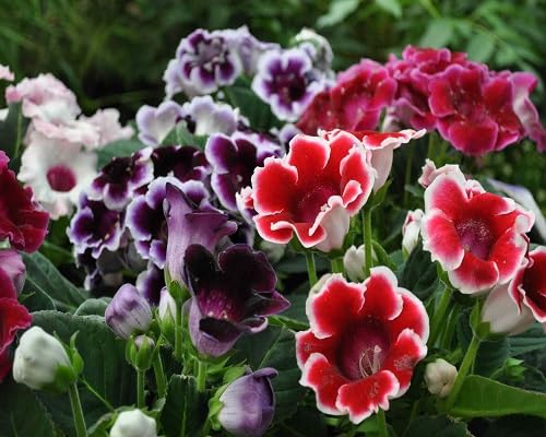 Gloxinia Flower Seedpcs Purple Heirloom Non-GMO High Germination Organic Garden Seeds for Planting