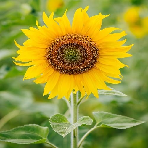 Yellow Sunflower Flower Seeds Heirloom Non-GMO High Germination Organic Garden Seeds