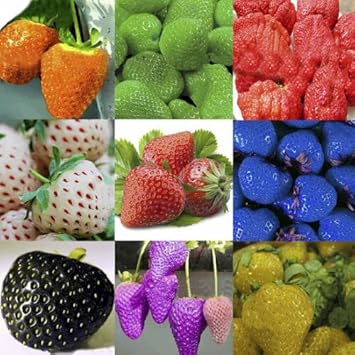 Heirloom Mixed Strawberry Fruit Seeds for Planting – Non-GMO High Germination Organic Garden Seeds