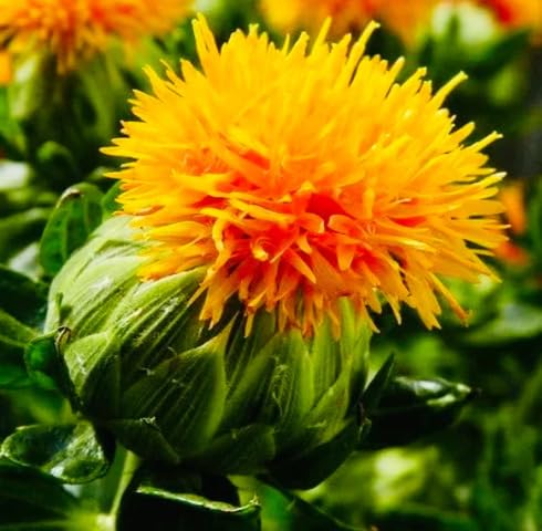 Yellow Safflower Seeds for Planting – Heirloom, Non-GMO, High Germination Organic Garden Seeds