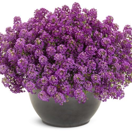 Pink Alyssum Flower Seeds for Planting – Heirloom, Non-GMO, High Germination Organic Garden Seeds