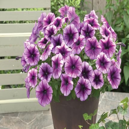 Petunia Flower Seeds Purple Heirloom Non-GMO High Germination Organic Garden Seeds for Planting