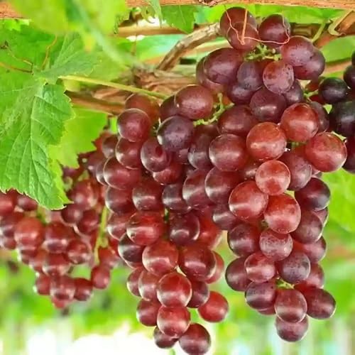 Grapes Seeds Green – Heirloom, Non-GMO, High Germination Organic Garden Seeds