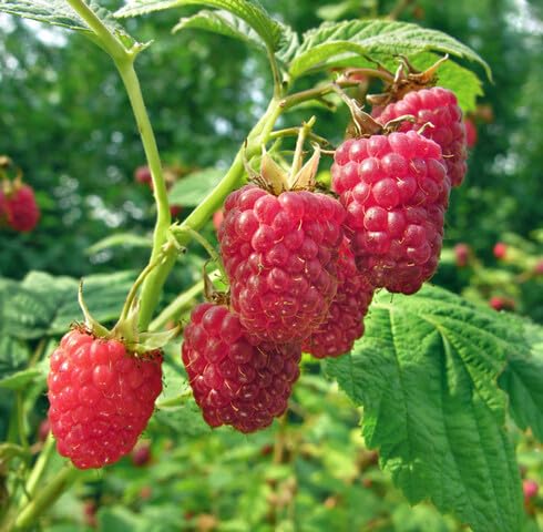Red Raspberry Seeds – Heirloom, Non-GMO, High Germination Organic Garden Seeds