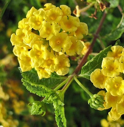 Lantana Flower Seeds Yellow – Heirloom Non-GMO High Germination Organic Seeds