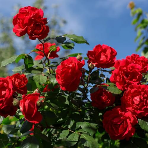 Red Rose Plant Seeds for Planting – Heirloom Non-GMO High Germination Organic Garden Seeds