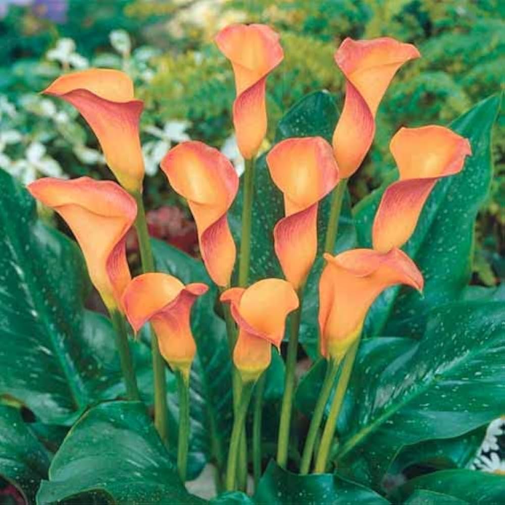 Orange Calla Lily Flower Seeds – Heirloom, Non-GMO, High Germination, Organic Garden Seeds