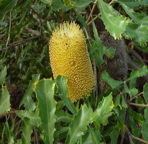 Banksia Flower Seeds – Heirloom, Non-GMO, High Germination Organic Garden Seeds for Planting