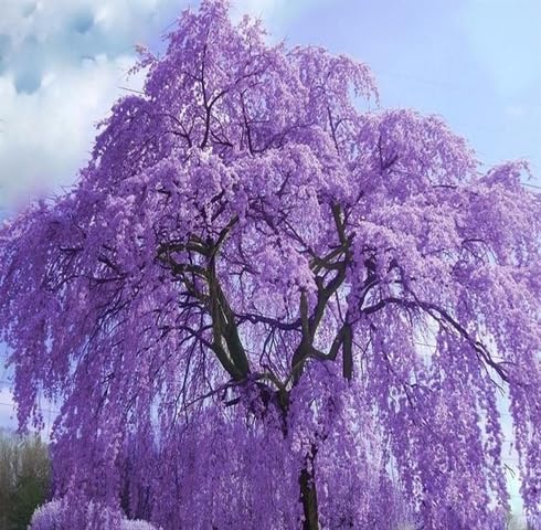 violet jacaranda flower seeds