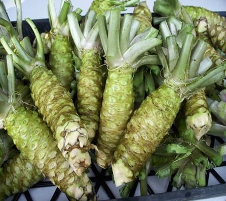 Wasabi Seeds – Heirloom, Non-GMO, High Germination Organic Garden Seeds Planting