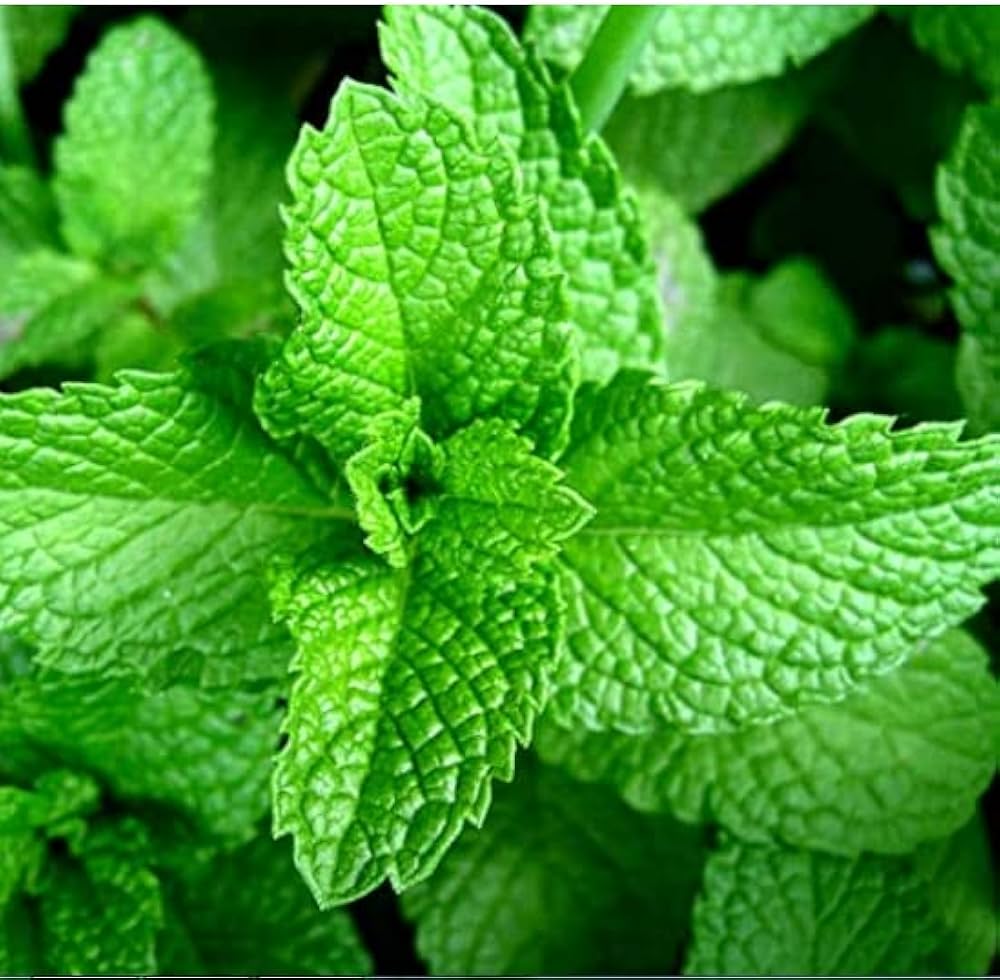 Mint Mentha herb seeds