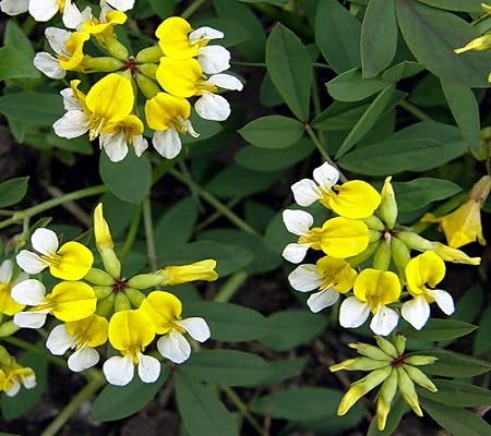 Semillas de Trébol de Jardín – Variedad Antigua, No-GMO, Alta Germinación, Semillas Orgánicas