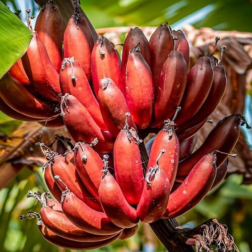 Red Banana Seeds – Heirloom, Non-GMO, High Germination Organic Garden Seeds