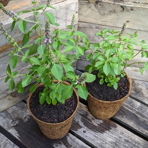 Grüne Heilige Basilikum Tulsi Pflanzensamen, Alte Sorte, gentechnikfrei, hohe Keimrate, Bio-Gartensamen zum Pflanzen