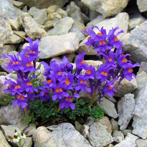 Violet Linaria Alpina Flower Seeds – Heirloom Non-GMO High Germination Organic Garden Seeds