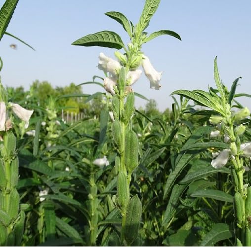 green sesame flower seeds
