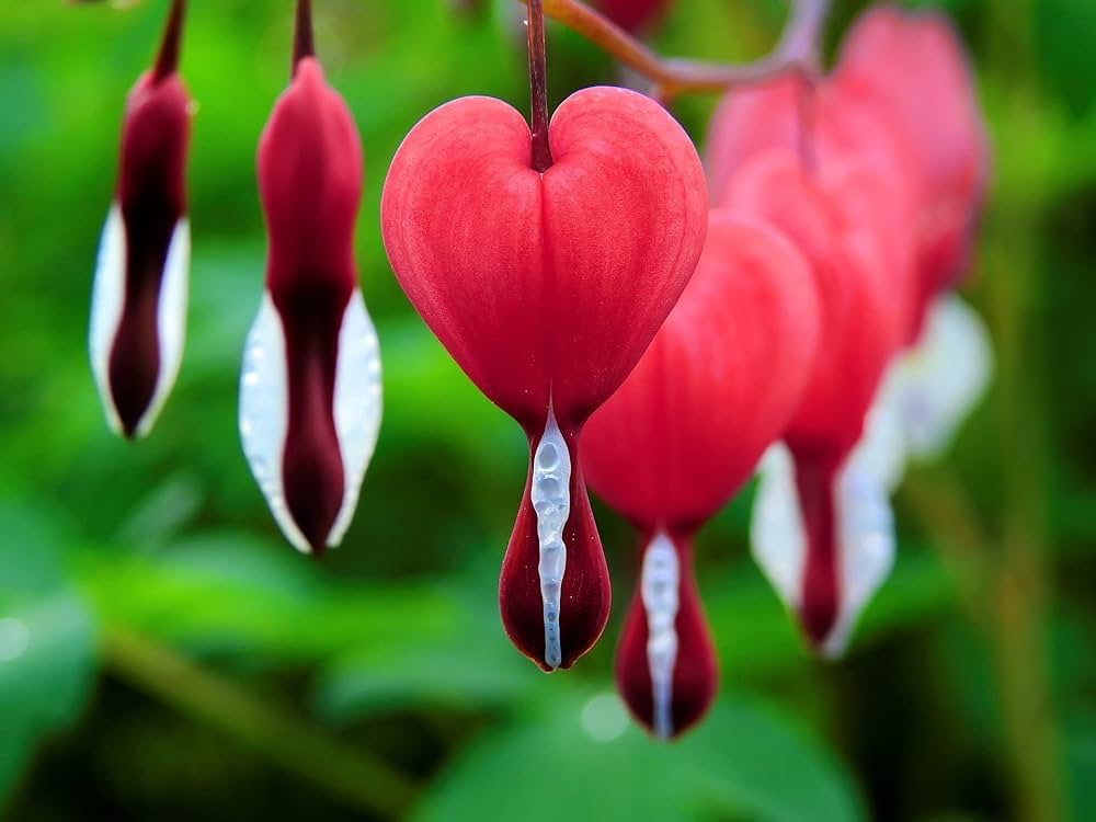 Red Bleeding Heart Flower Seeds for Planting – Heirloom Non-GMO Organic Garden Seeds