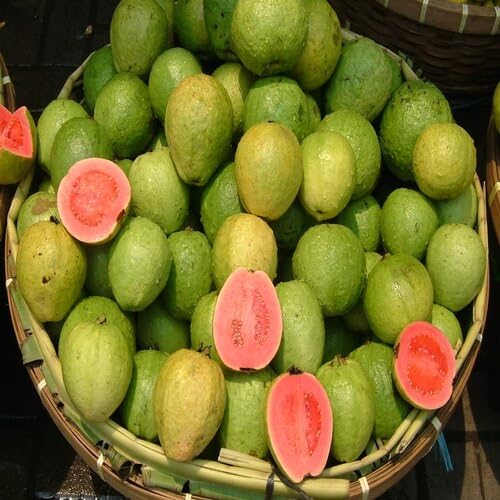 Guava Seeds – Heirloom, Non-GMO, High Germination Organic Garden Seeds