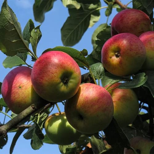Apple Seeds – Heirloom, Non-GMO, High Germination Organic Garden Seeds