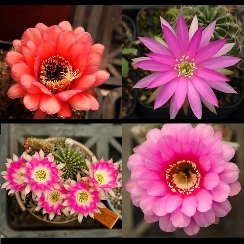 Mixed Echinopsis Flower Seeds – Heirloom, Non-GMO, High Germination Seeds