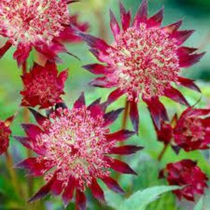redastrantiaflowerheirloomnongmo flower seeds