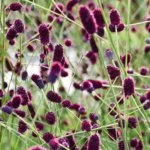 White Organic Sanguisorba Flower Seeds for Planting – Heirloom, Non-GMO, High Germination