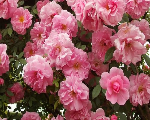 Zephirine Flower Seeds – Heirloom Non-GMO High Germination Organic Garden Seeds
