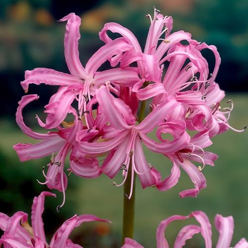 pink agapanthus flower seeds