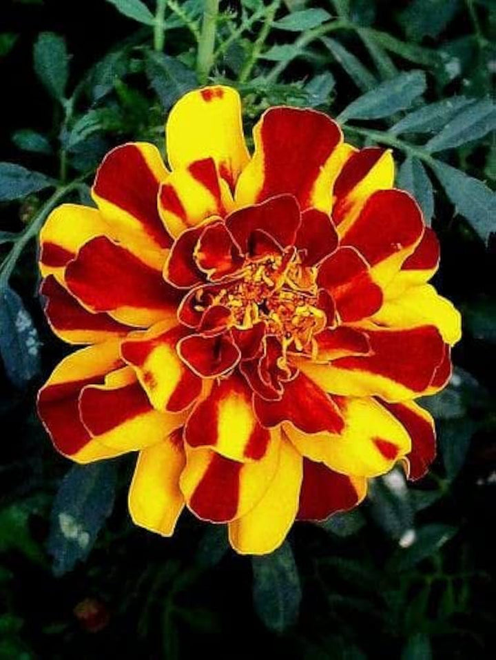 Yellow Red Marigold Flower Seeds – Heirloom Non-GMO High Germination Seeds