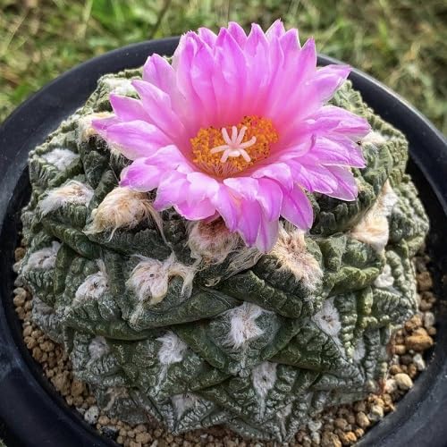 Semillas de flor de Ariocarpus rosado – Semillas de jardín orgánicas, de reliquia, sin OMG, de alta germinación para sembrar