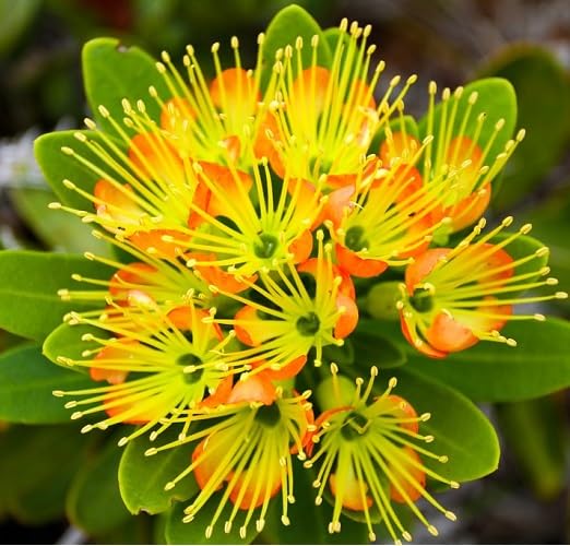 Red Xanthostemon Aurantiacus Flower Seeds for Planting – Heirloom Non-GMO High Germination Organic Garden Seeds
