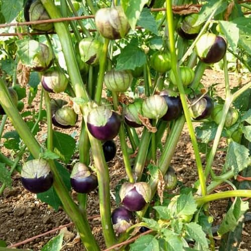 Purple Tomatillo Seeds – Heirloom, Non-GMO, High Germination Organic Garden Seeds